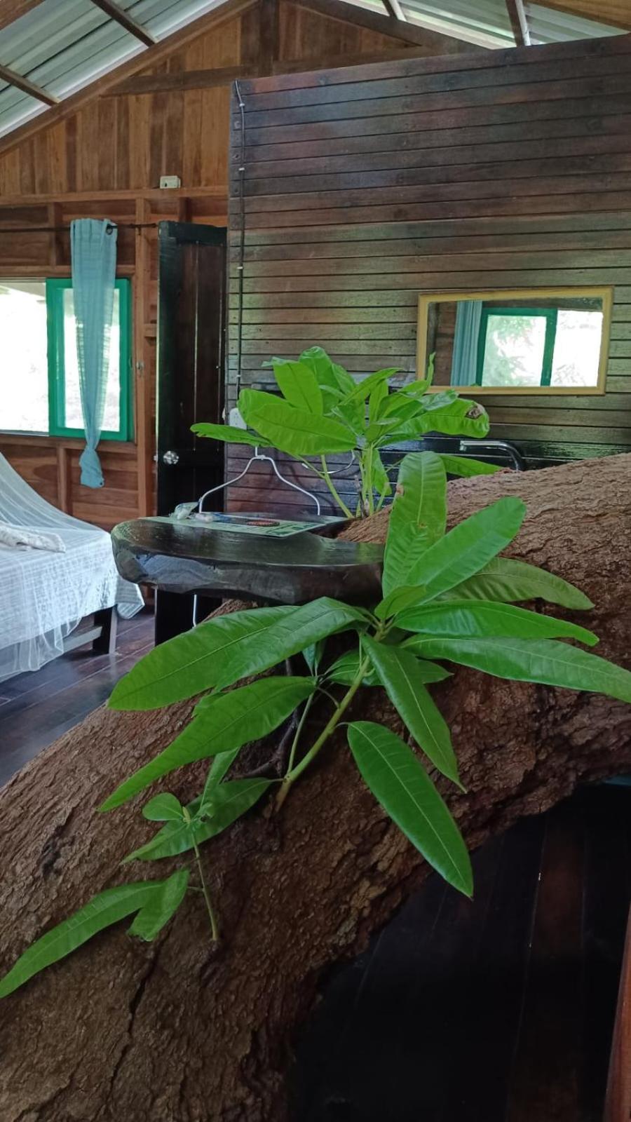 Playa Grande Lodge & Tree House Cahuita Esterno foto